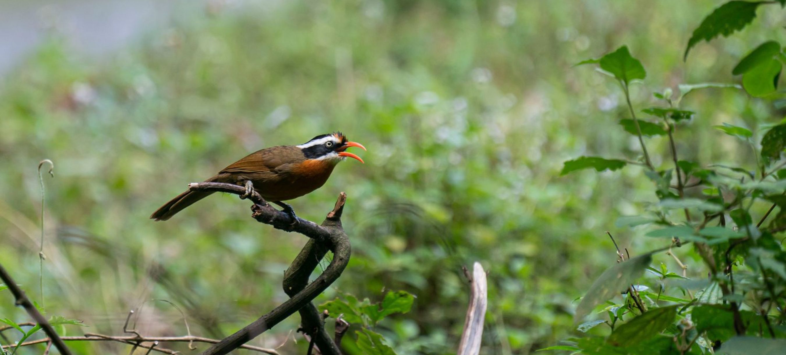 Coral-billed-Scimitar-Babbler