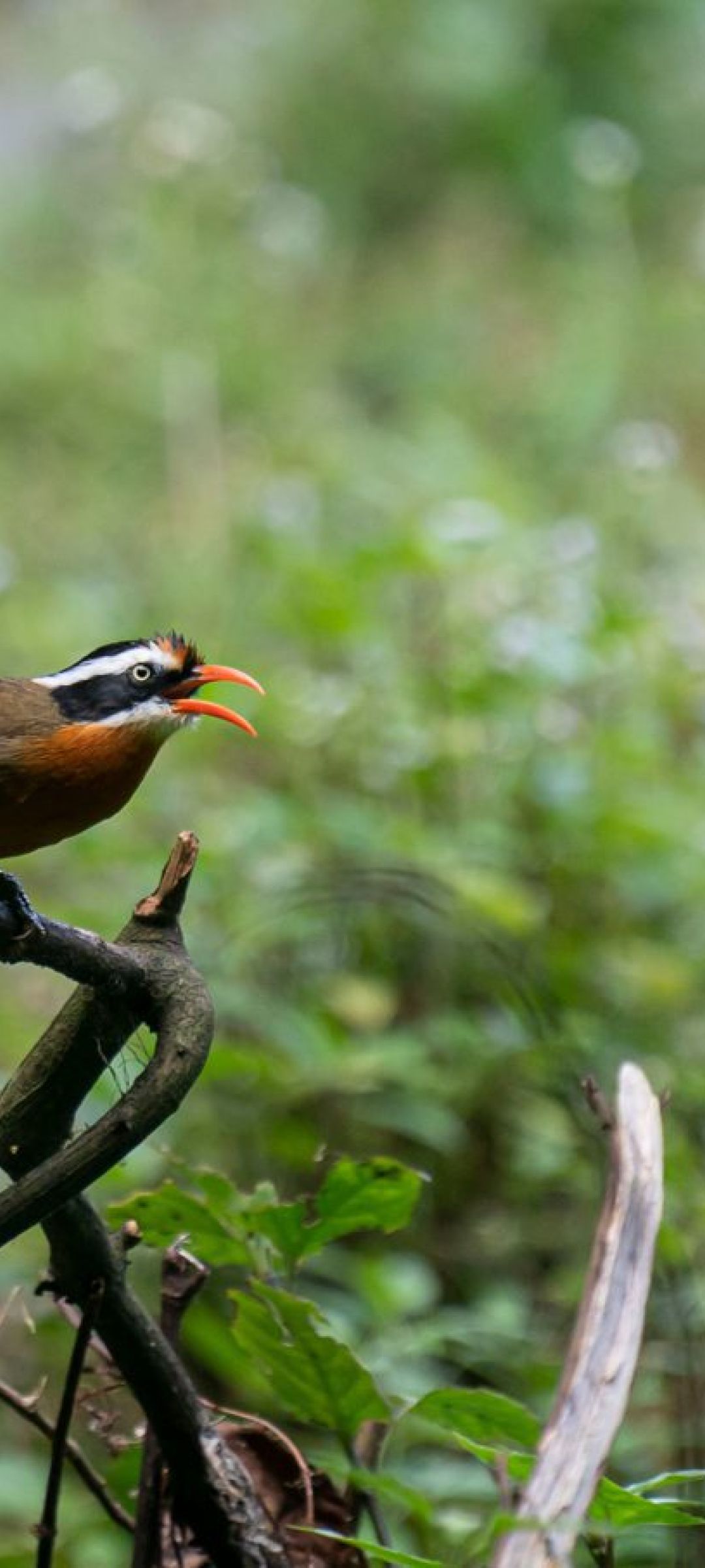 Coral-billed-Scimitar-Babbler