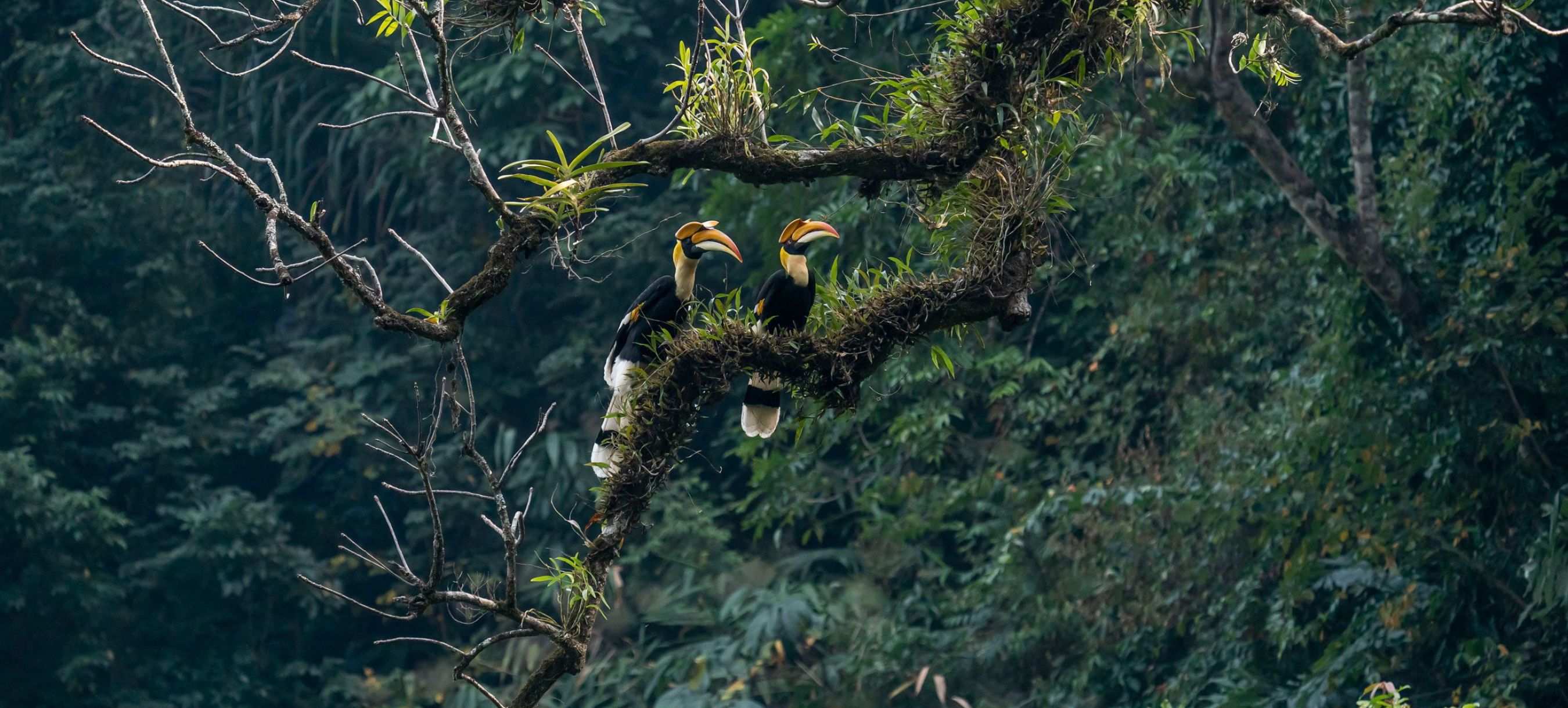Male and Female Great Hornbill