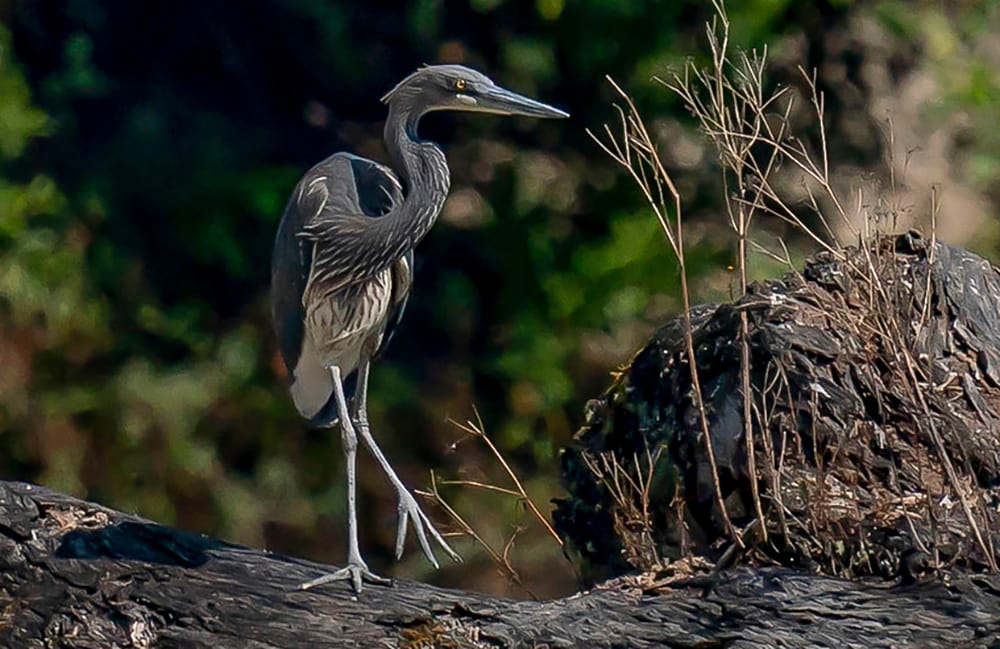 White-Bellied Heron (Ardea insignis)