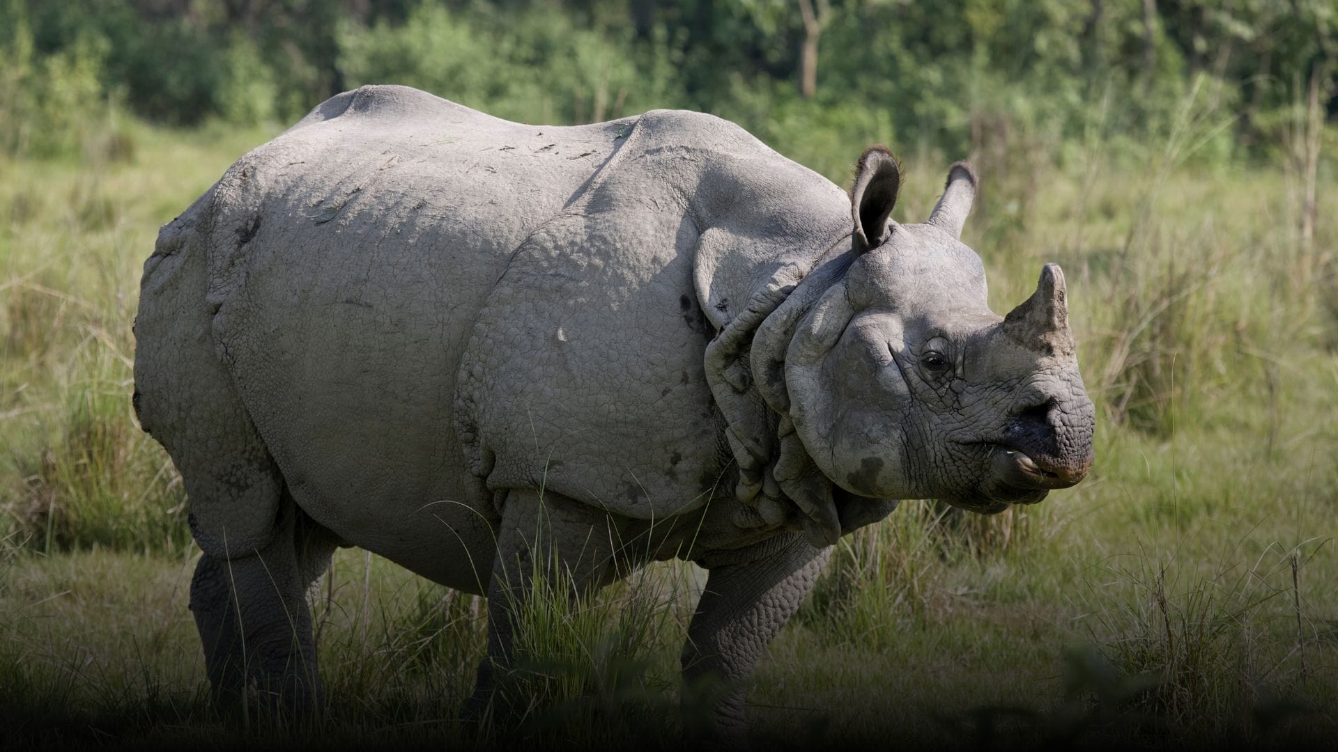 Rufous Necked Hornbill