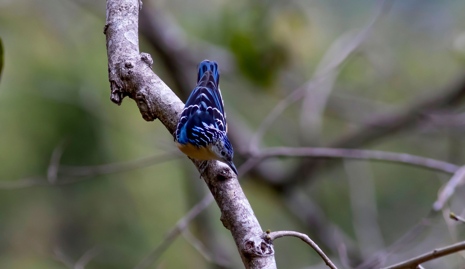 Beautiful Nuthatch (Sitta formosa)