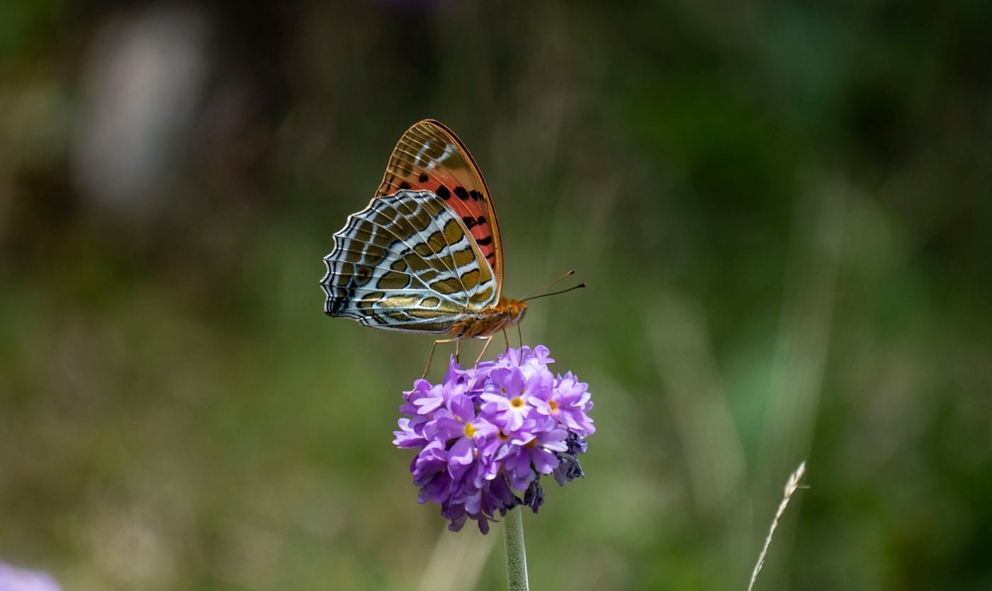 Butterflies in Bhutan
