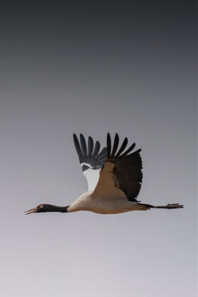 The Sacred Dance of the Highlands