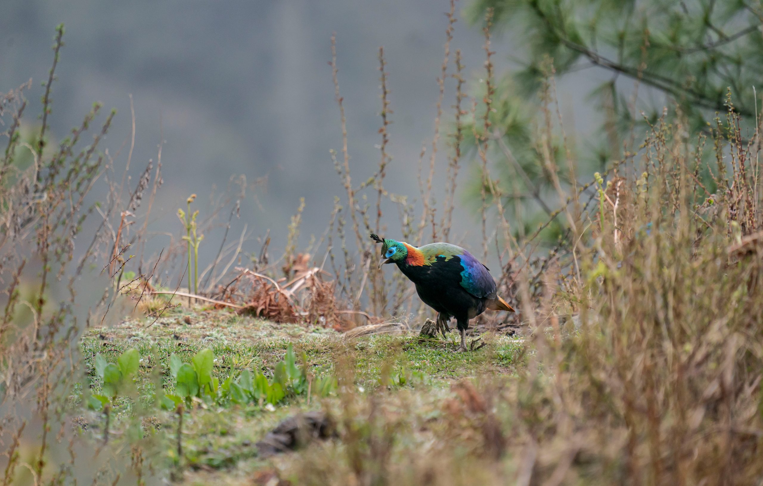 Himalayan Monal