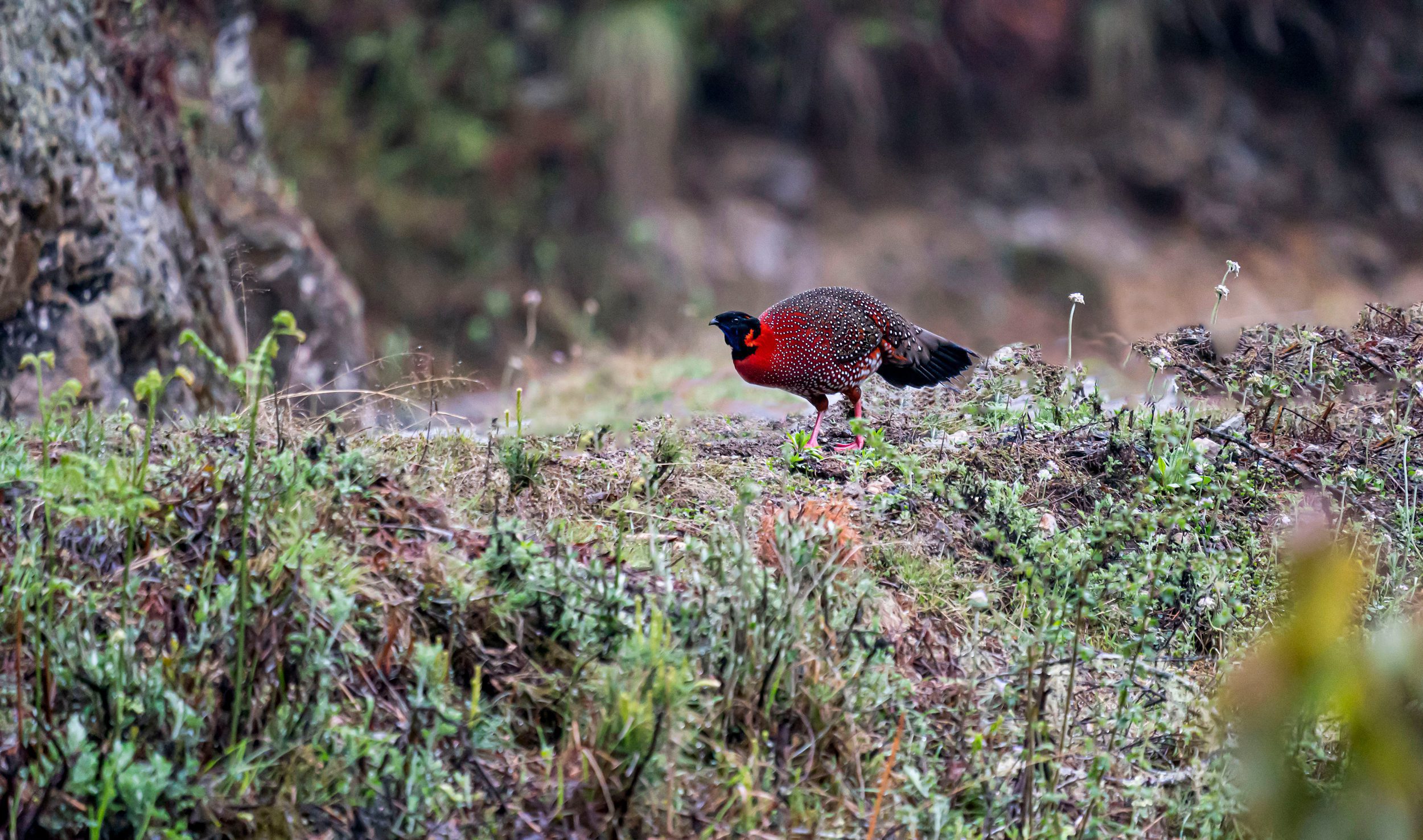 Satyr Tragopan in Bhutan