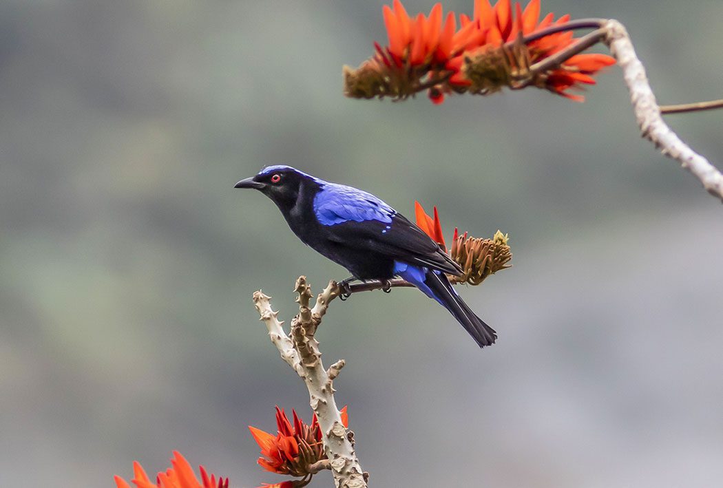 Asian Fairy Bluebird 