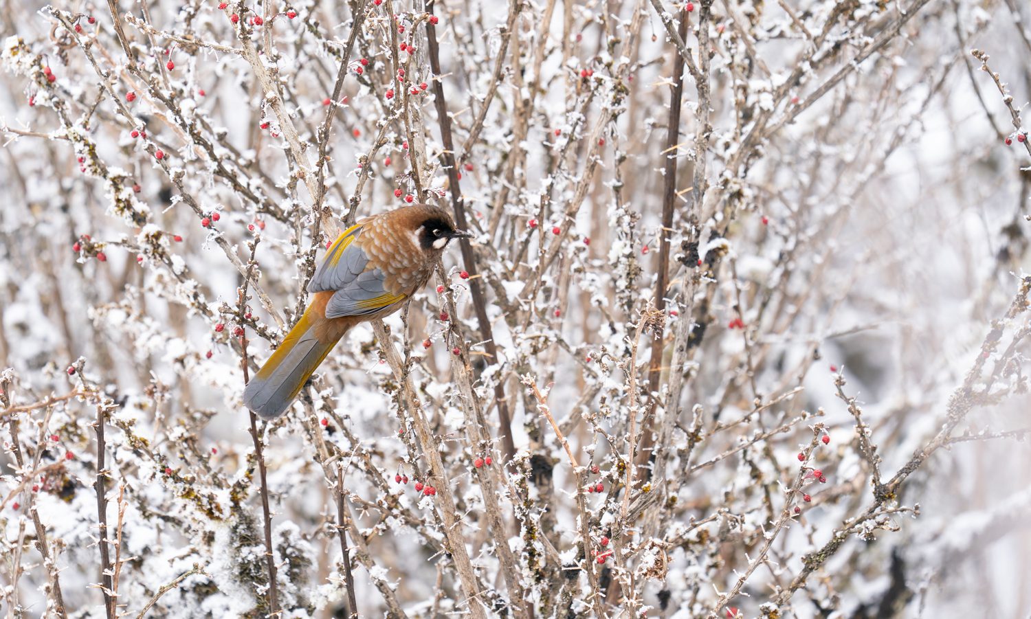 Black-faced-Laughingthrush-