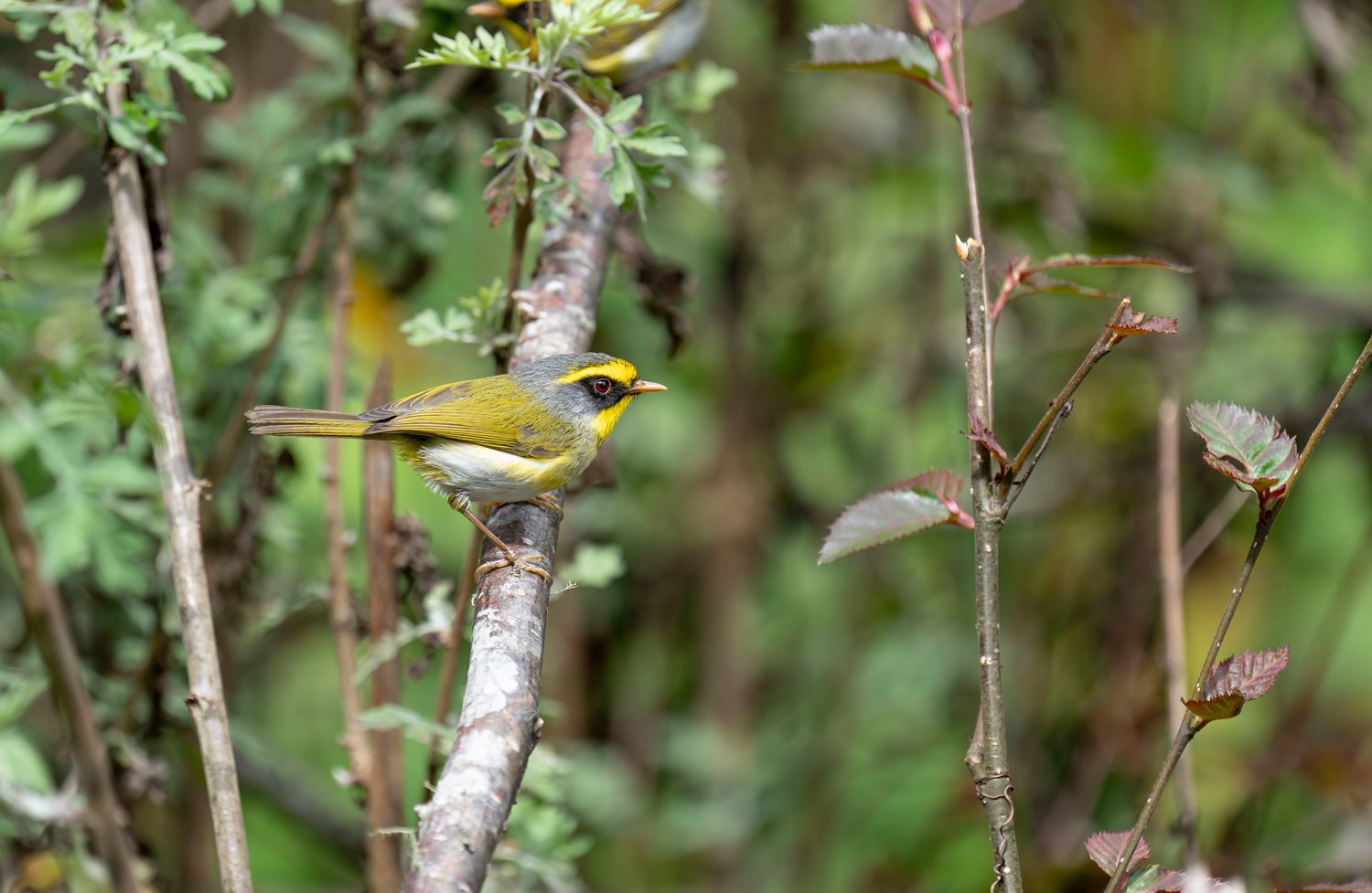 Black-faced-Warbler