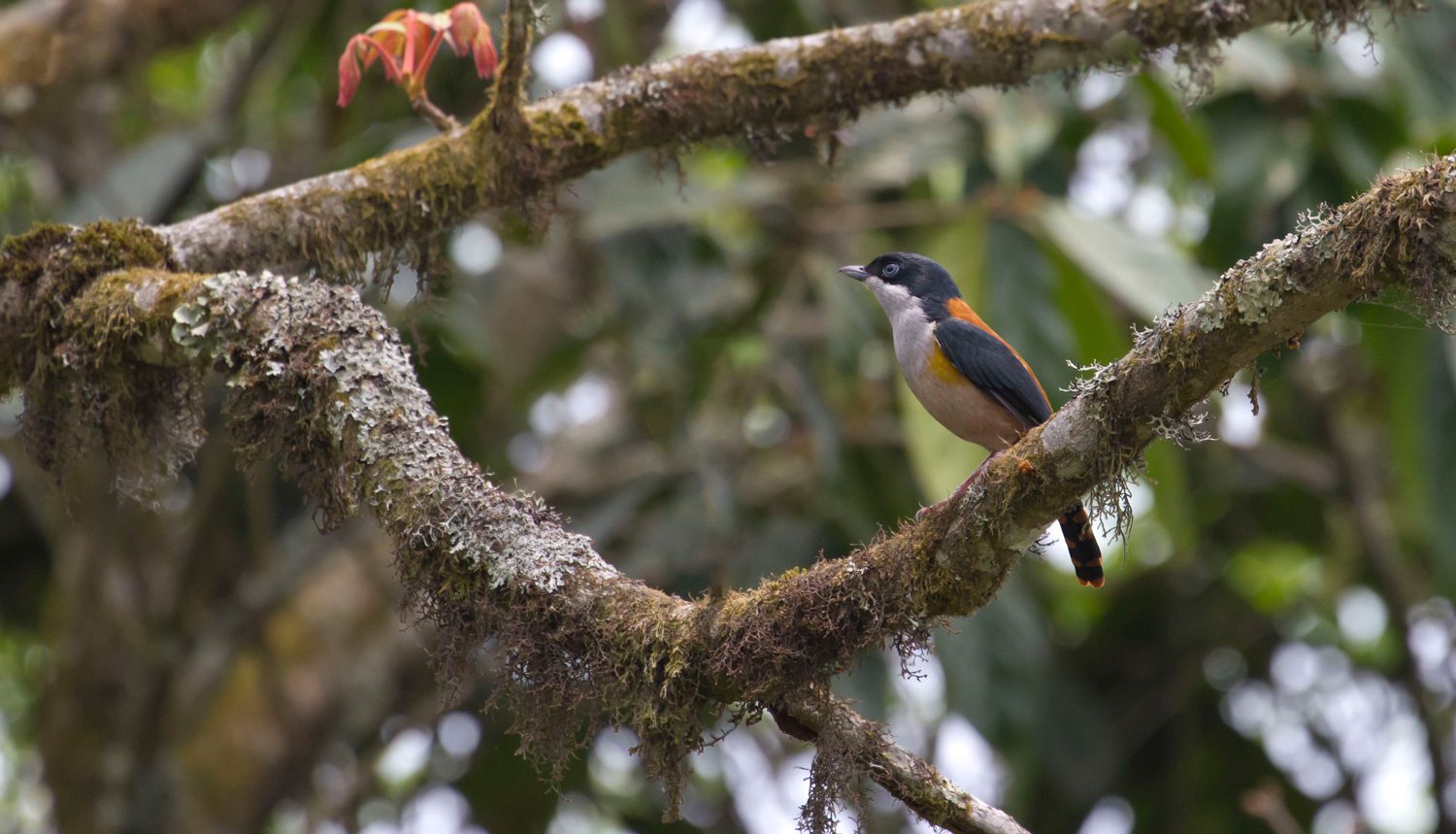 Slender-billed-Scimitar-Babbler
