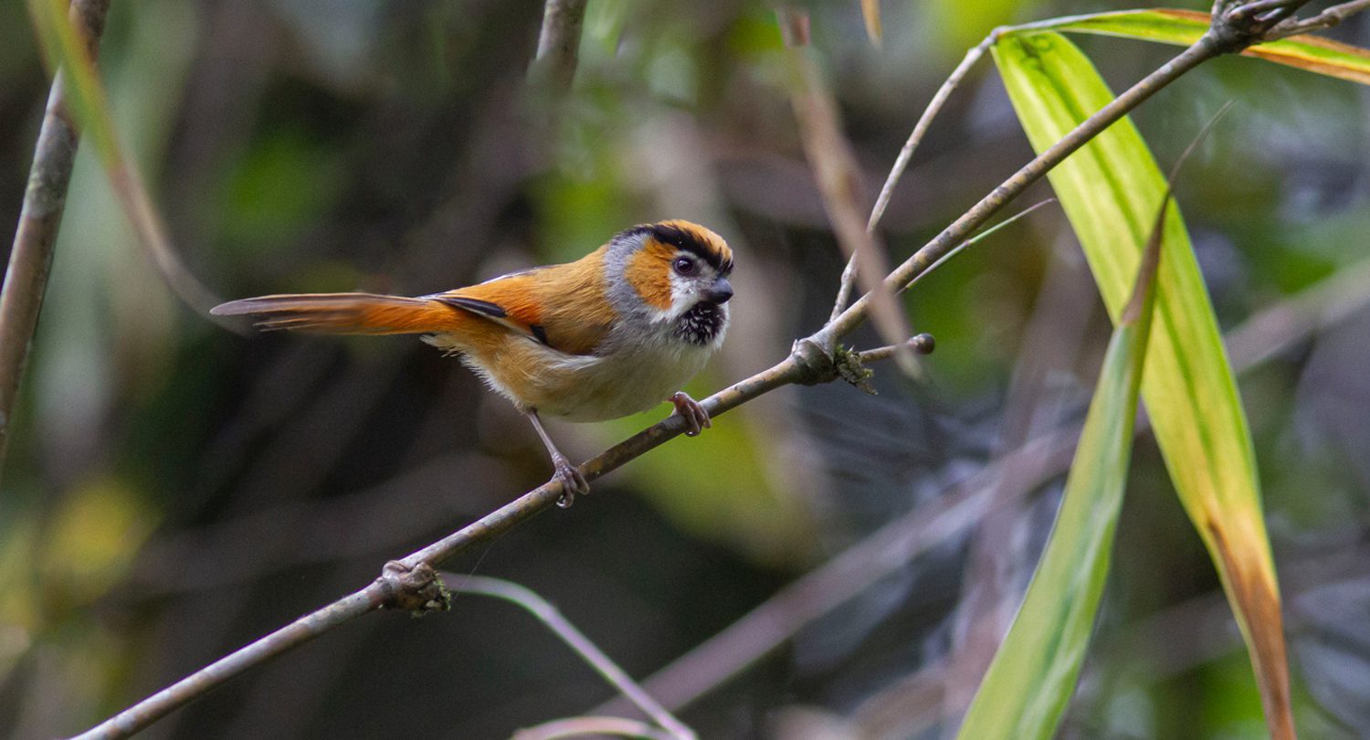 Black-throated-Parrotbill