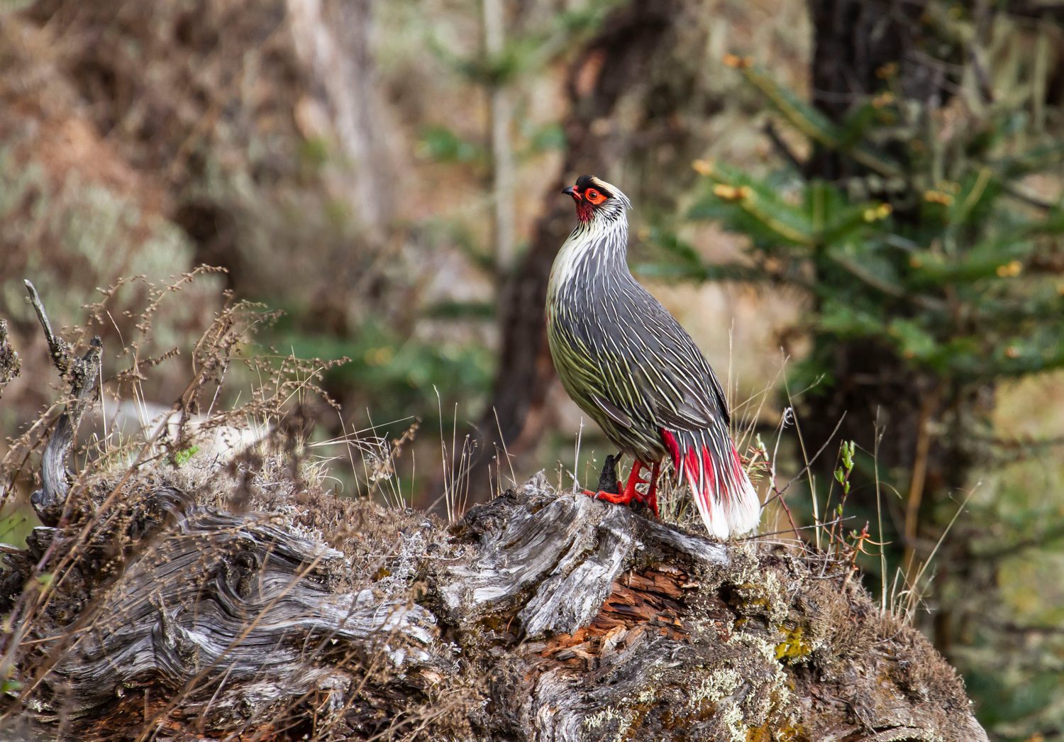 Blood-Pheasant