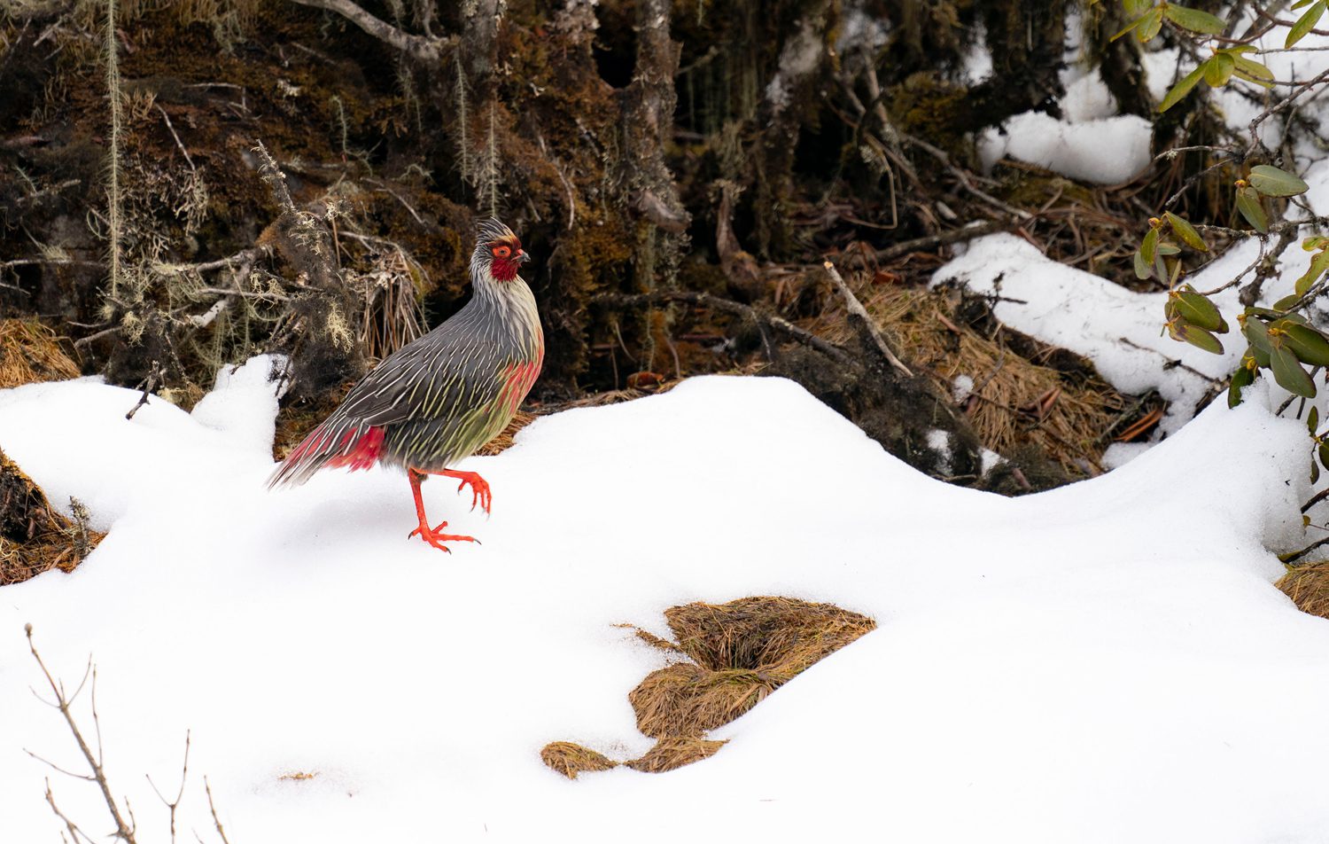Blood-Pheasant