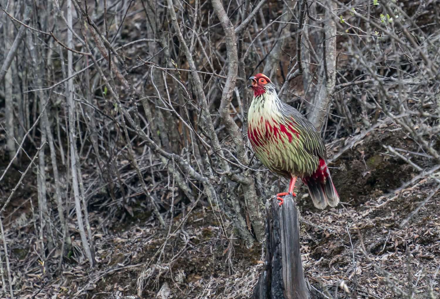 Blood-Pheasant