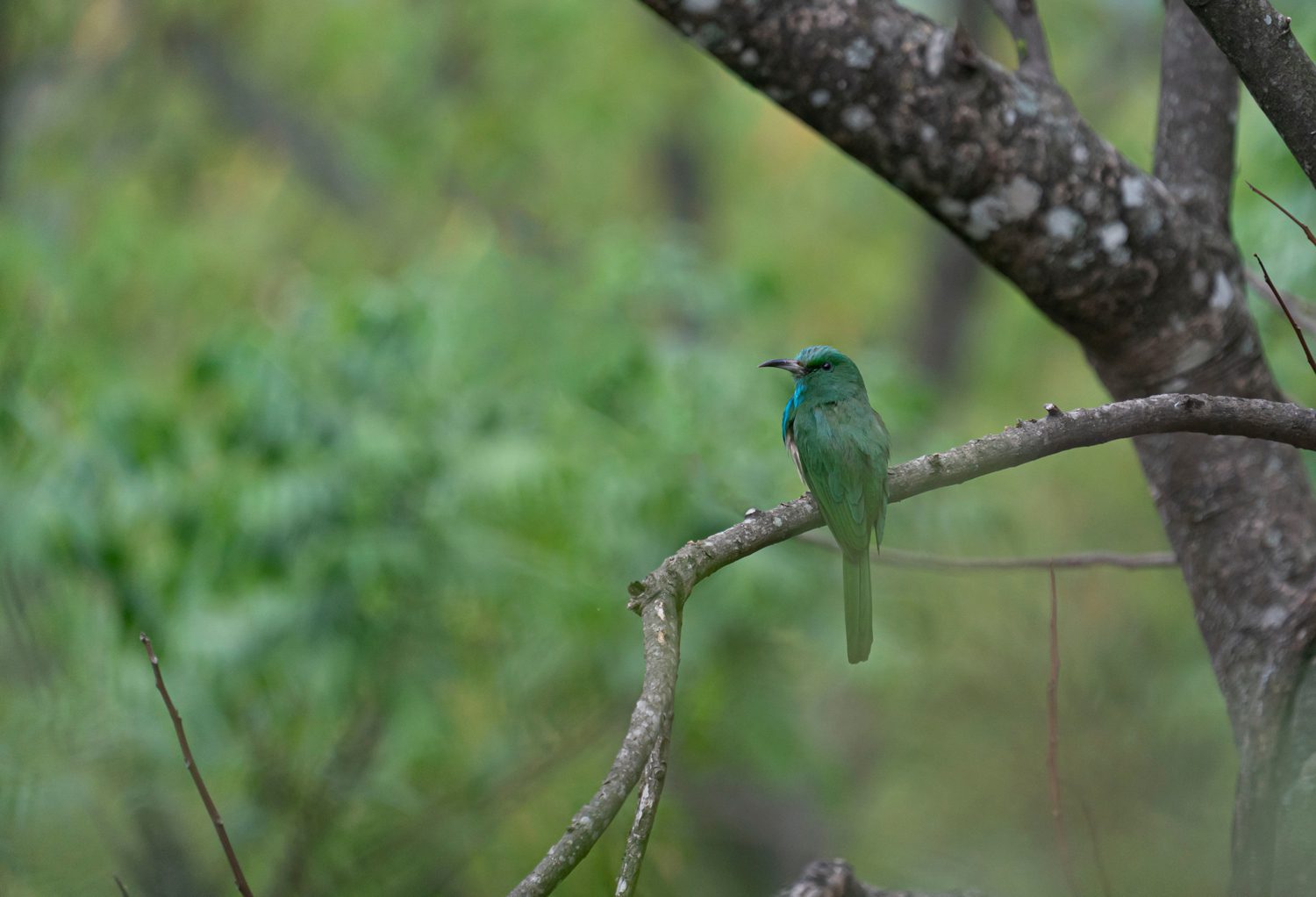Blue-bearded-Bee-eater