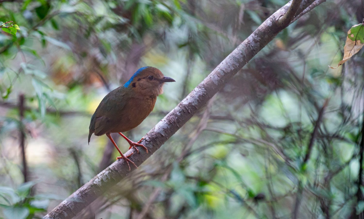 Blue-naped-Pitta