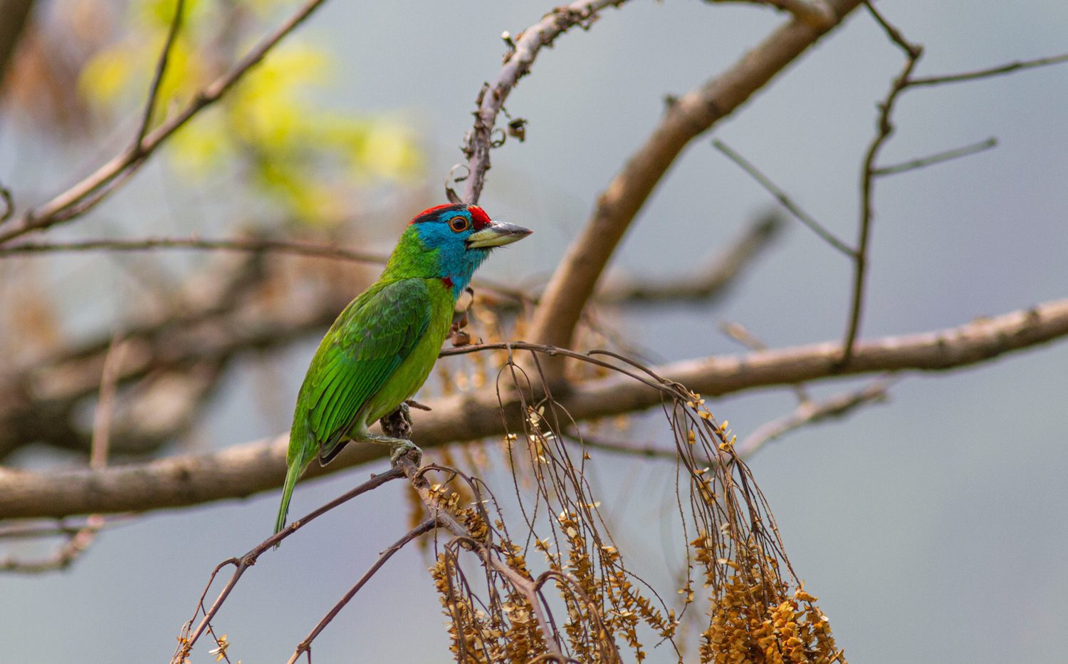Blue-throated-Barbet
