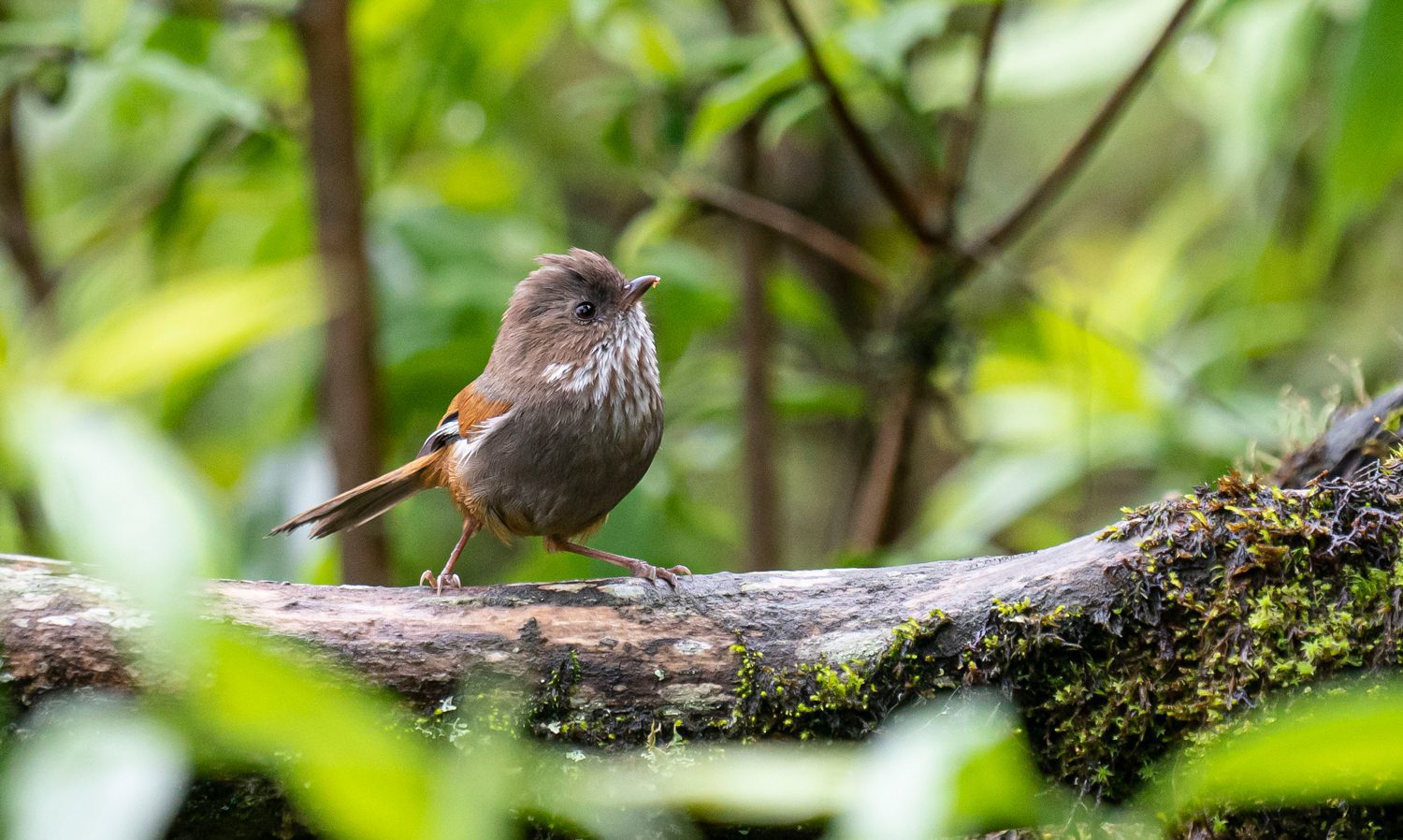 Brown-throated-Fulvetta