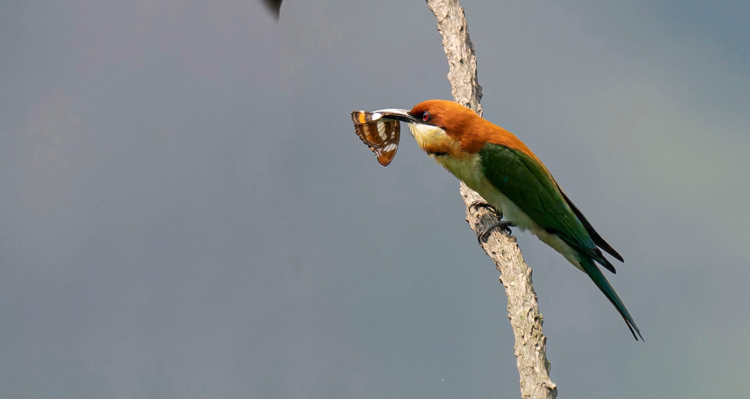 Chestnut-headed-Bee-eater