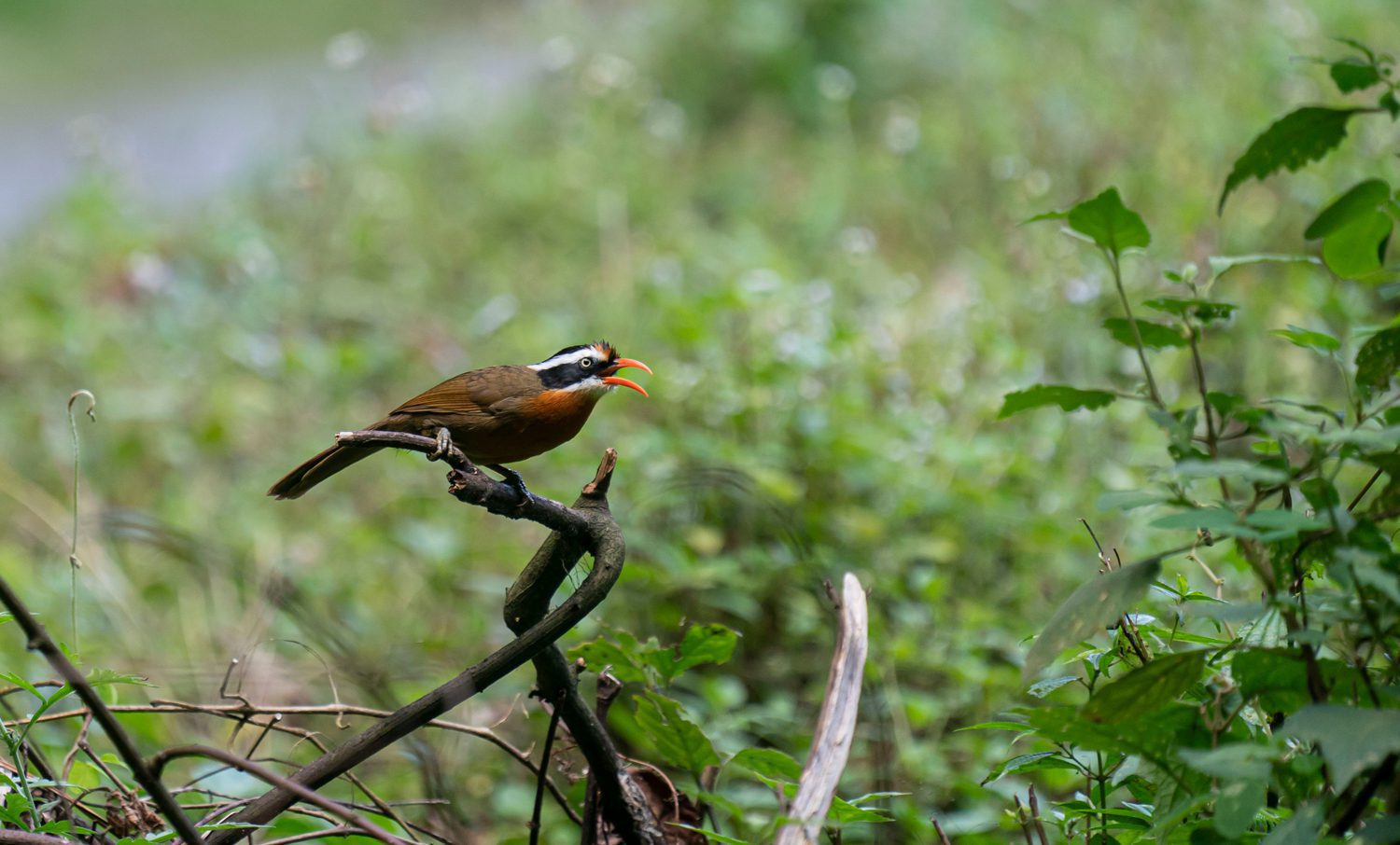 Coral-billed-Scimitar-Babbler