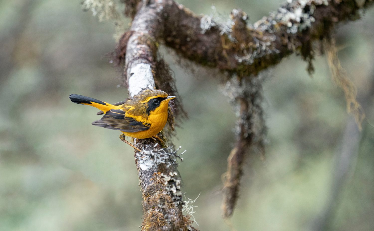 Golden-Bush-Robin