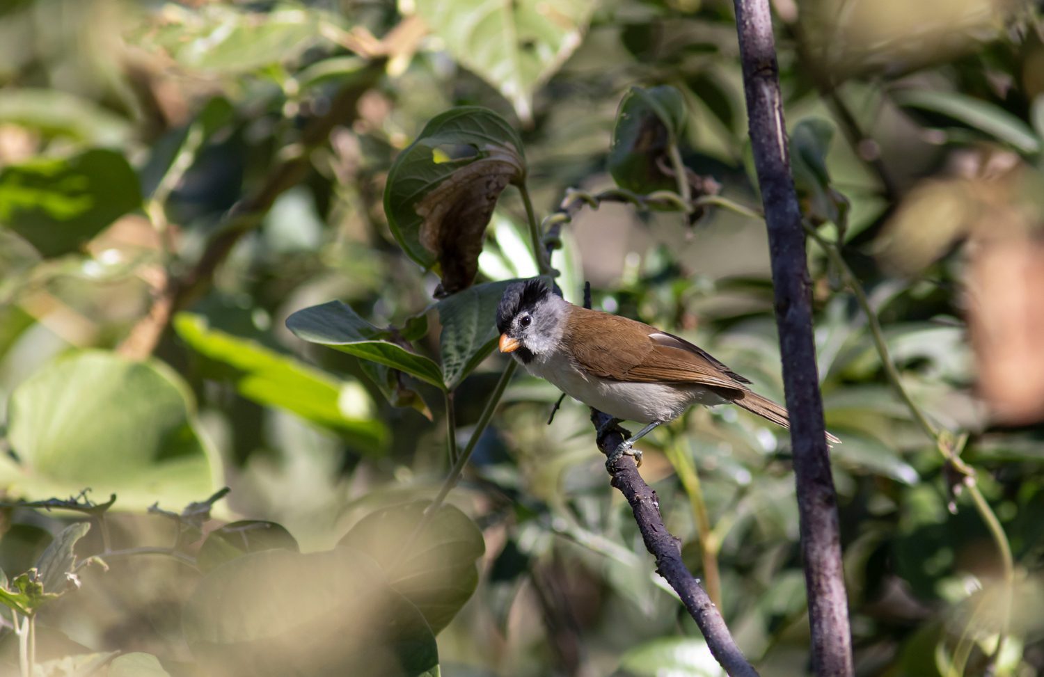 Gray-headed-Parrotbill
