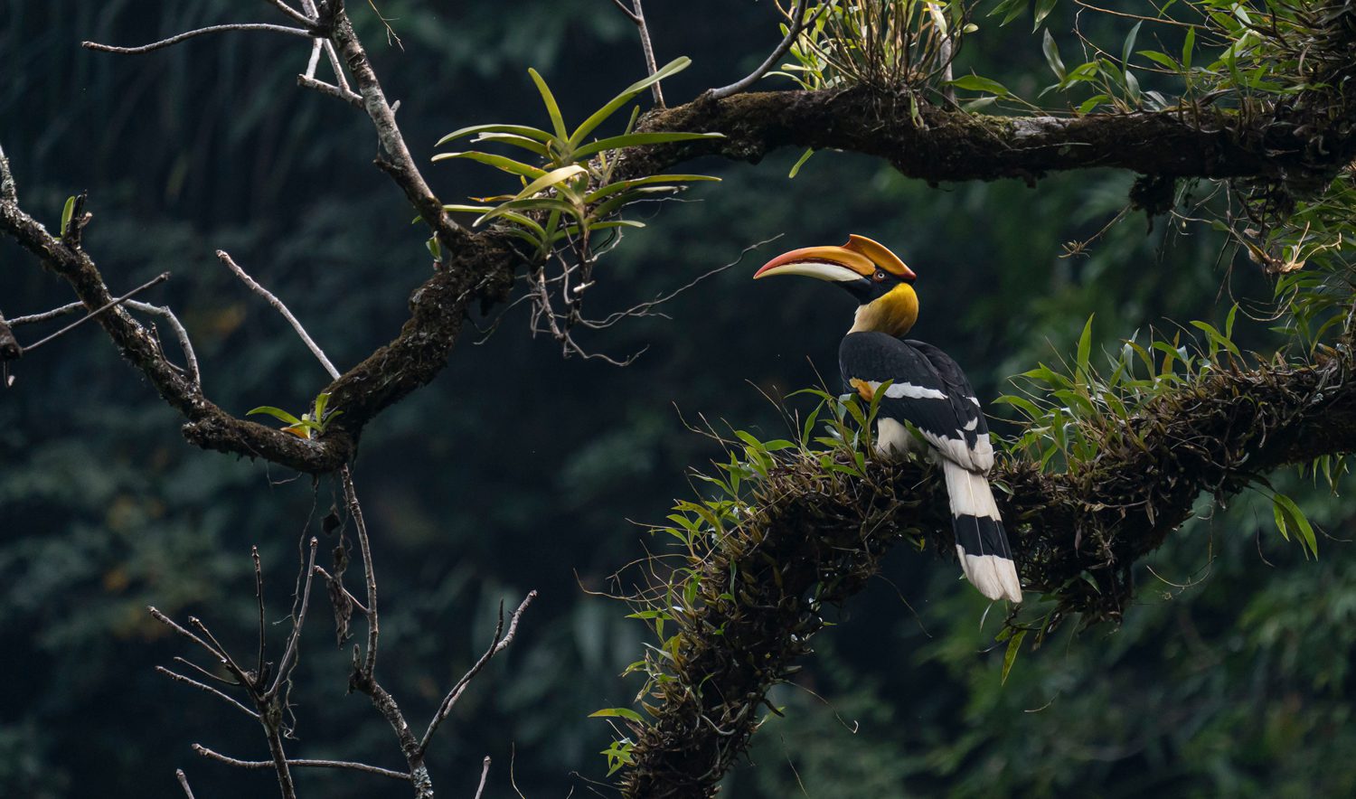 Great Hornbill 