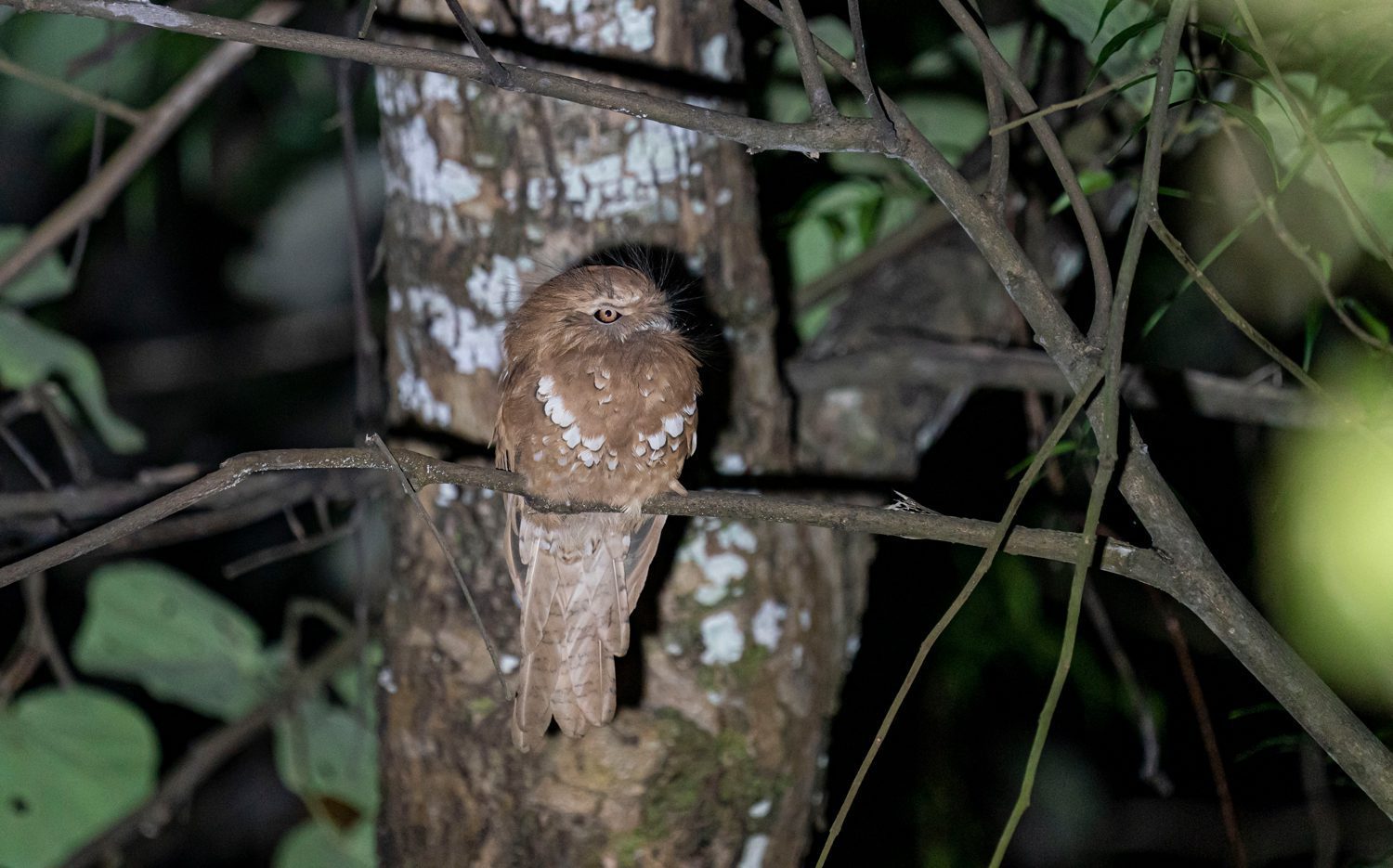 Hodgson's-Frogmouth
