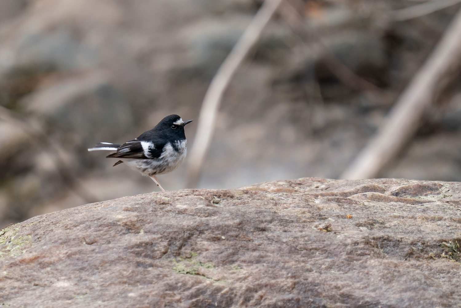 Little-Forktail