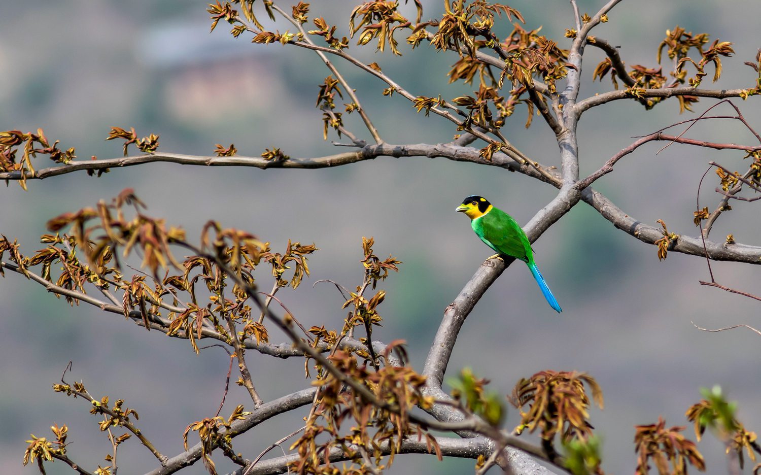 Long-tailed-Broadbill
