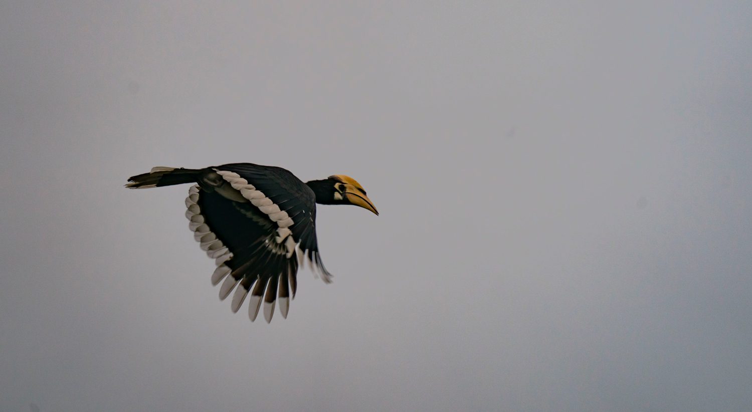 Oriental Pied Hornbill 