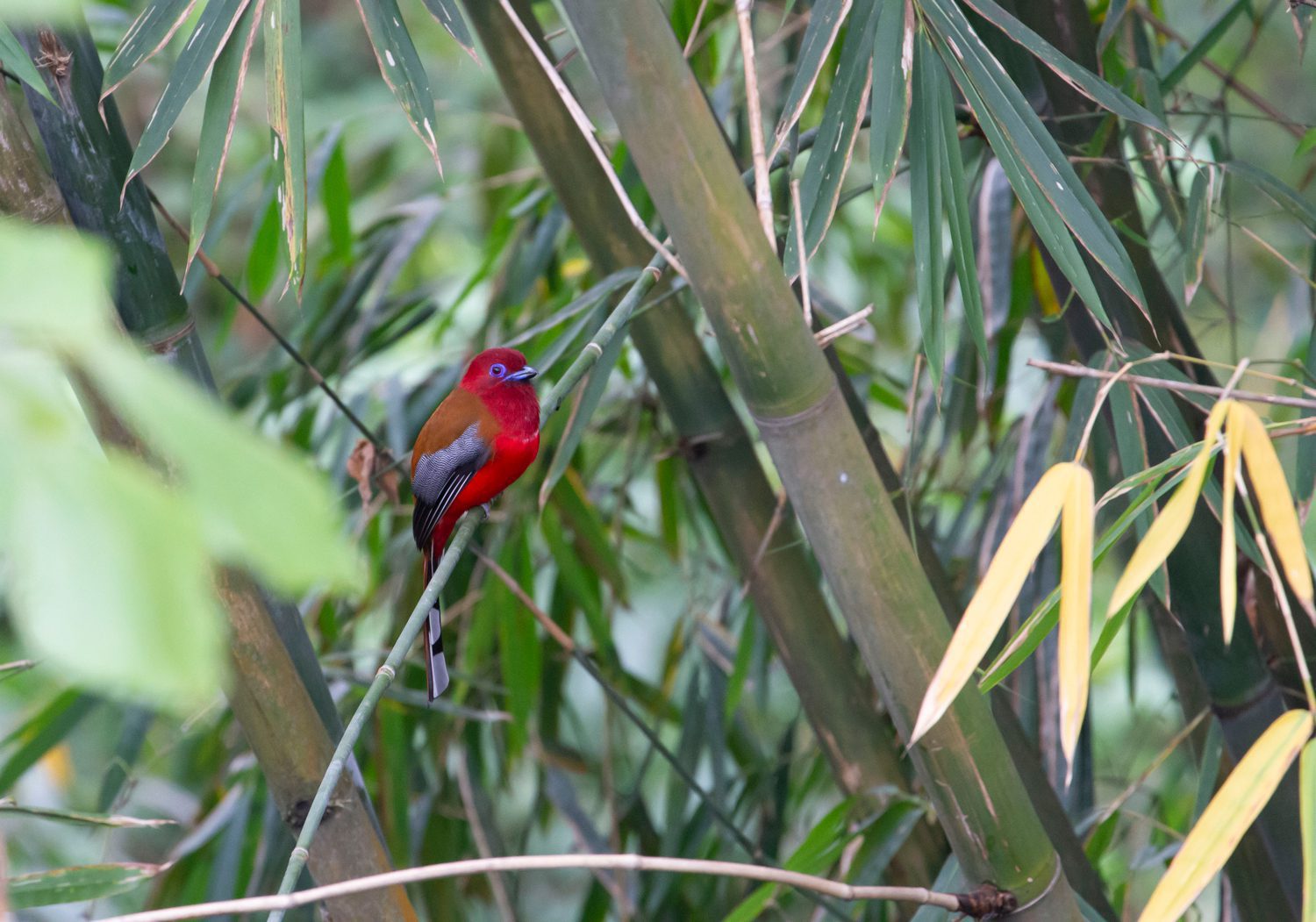 Red-headed-Trogon