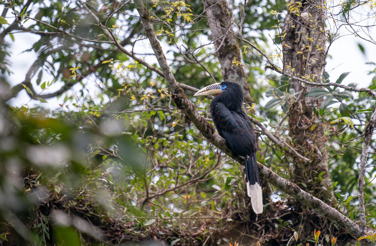 Rufous-necked-Hornbill