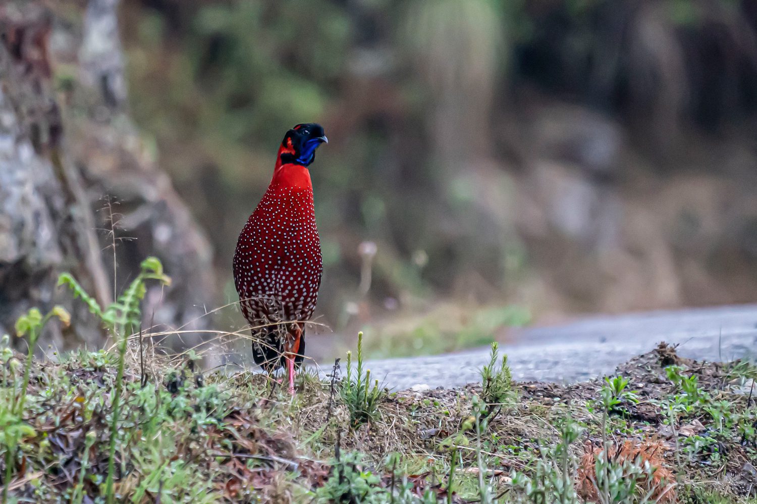 Satyr-Tragopan