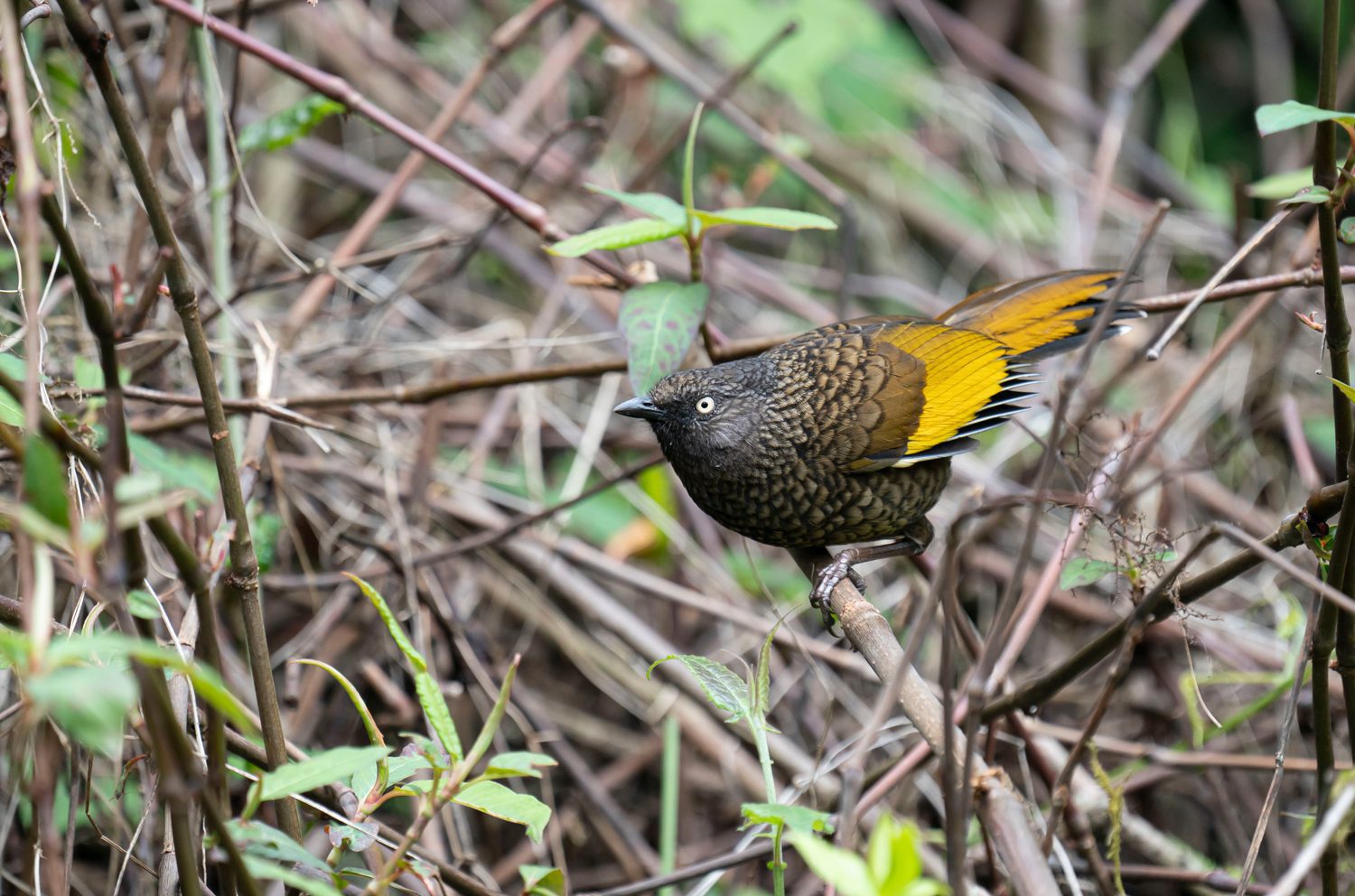 Scaly-Laughingthrush