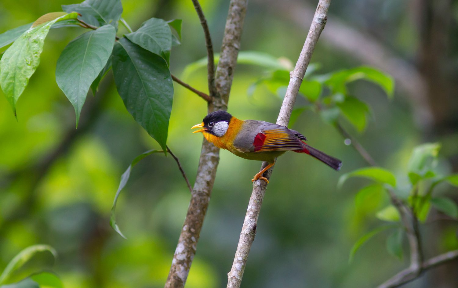 Silver-eared-Mesia
