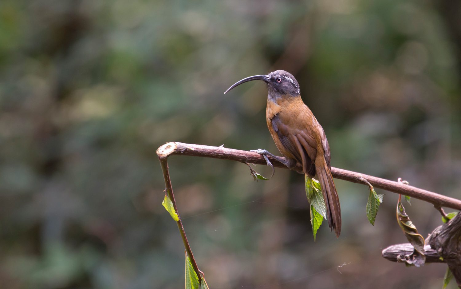 Slender-billed-Scimitar-Babbler