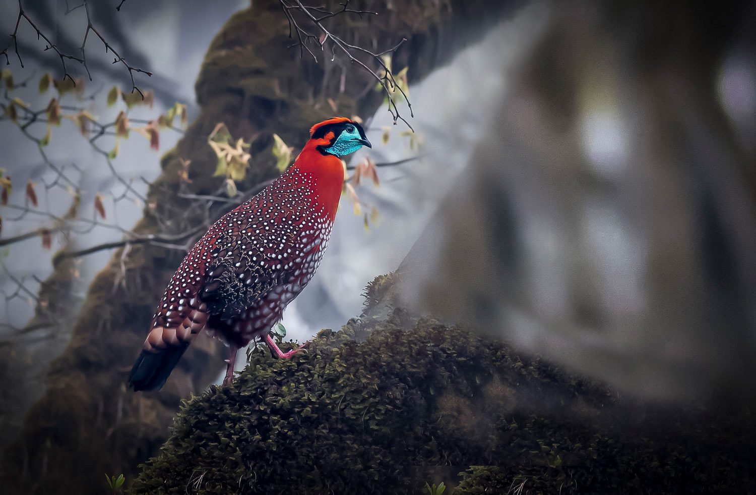 Temminck's-Tragopan