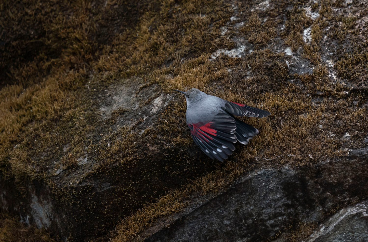 Wallcreeper