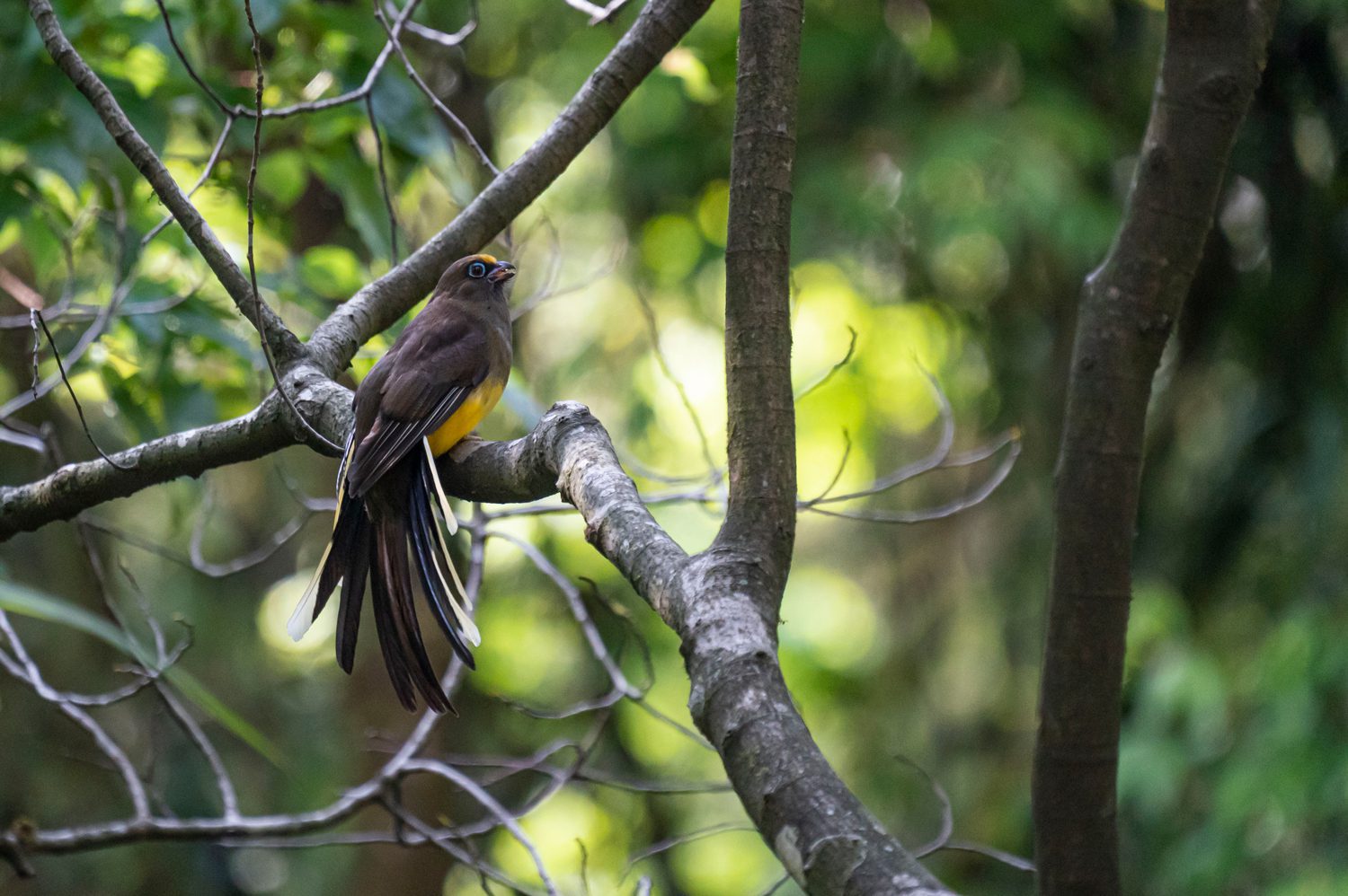 Ward's-Trogon-(female)