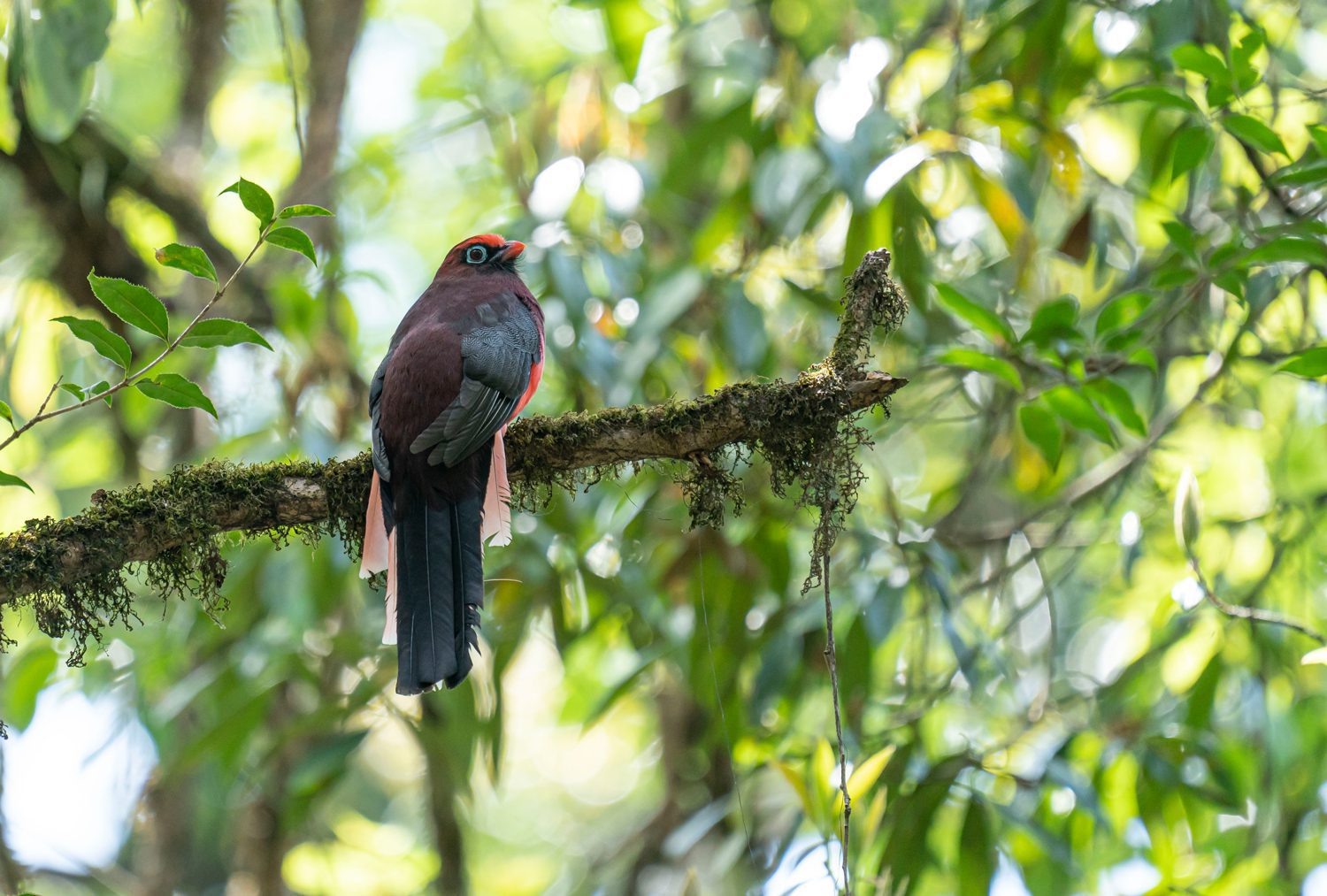 Ward's-Trogon