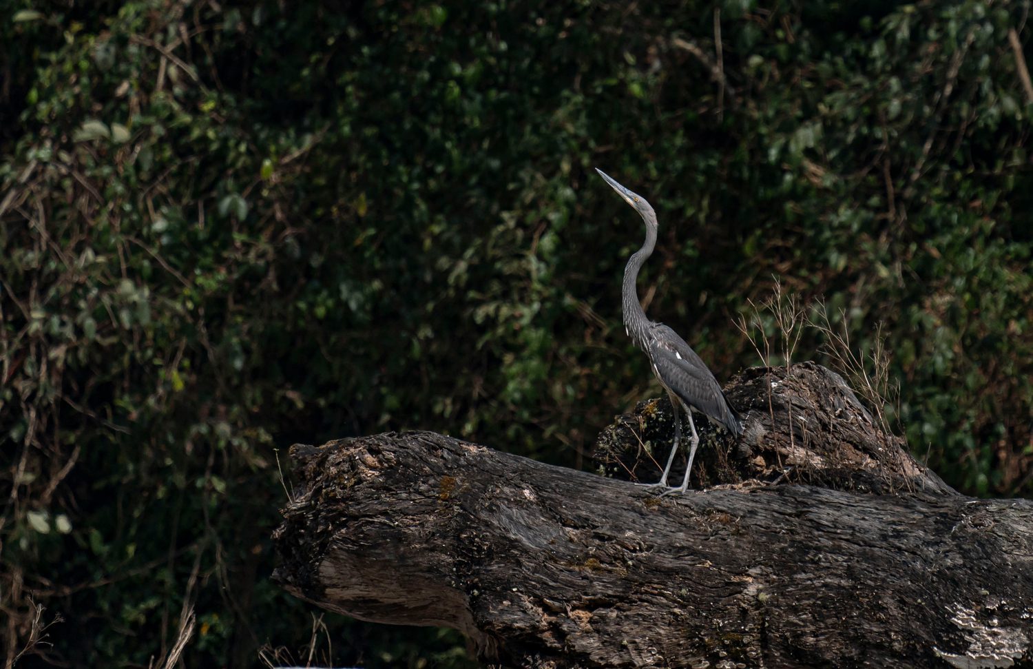 White-bellied-Heron