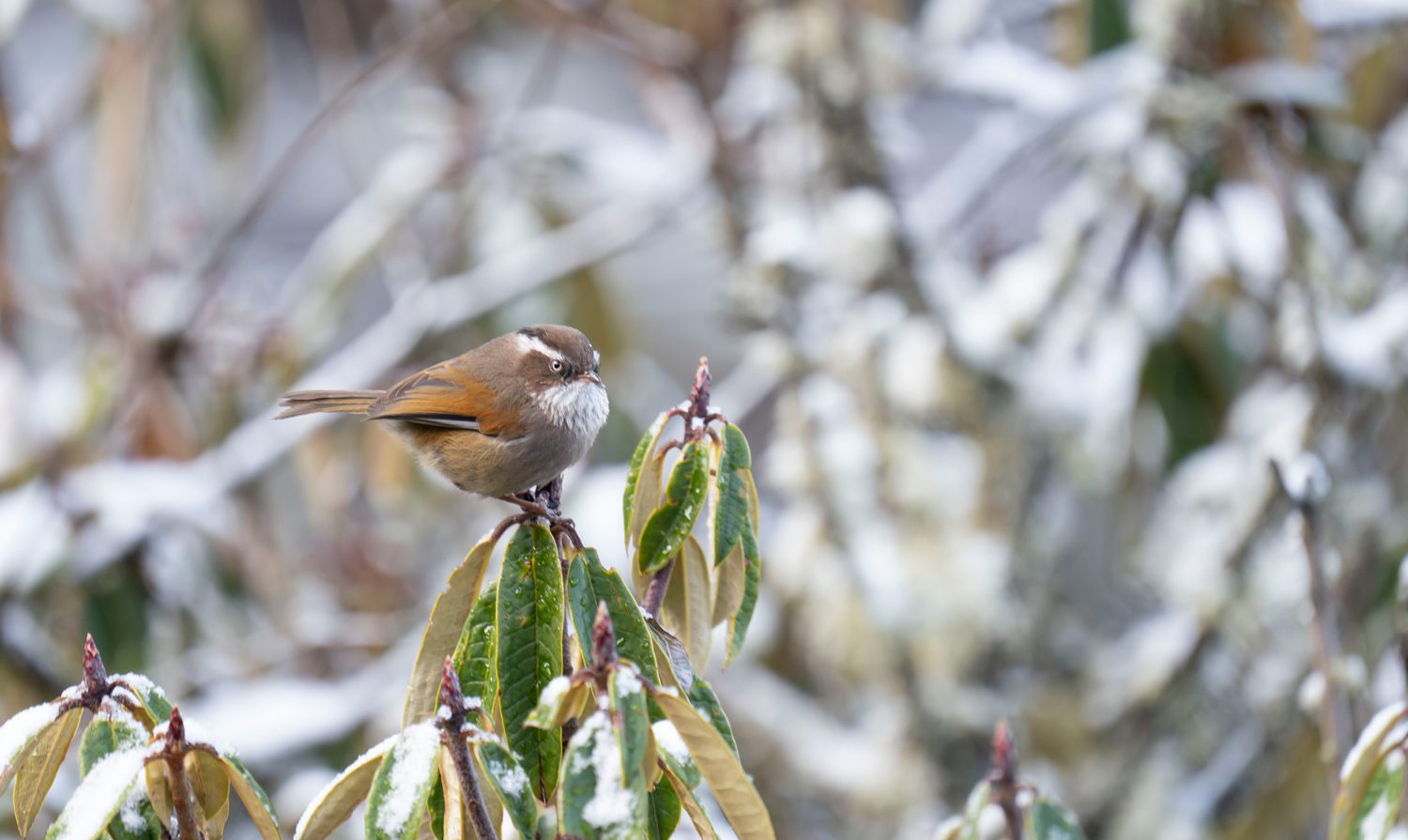 White-browed-Fulvetta