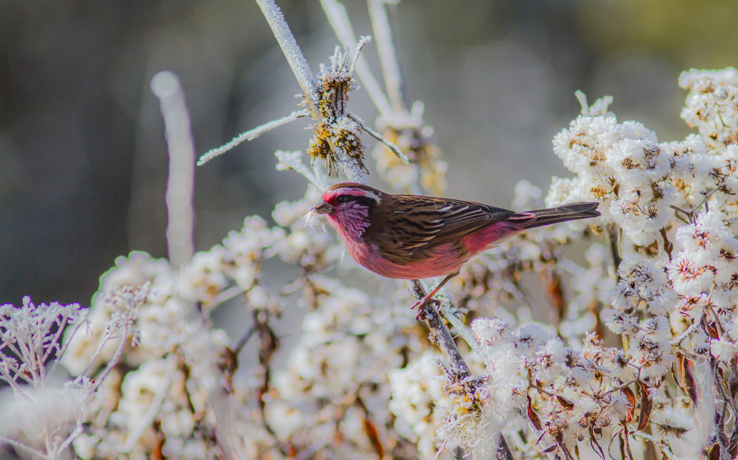 White-browed-Rosefinch