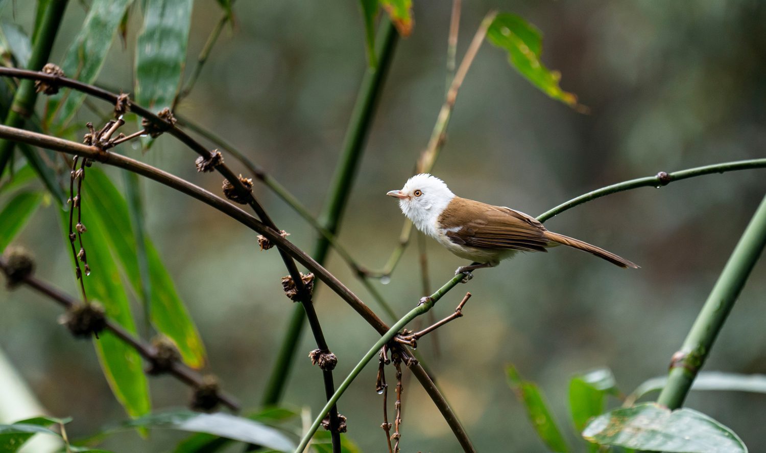 White-hooded-Babbler