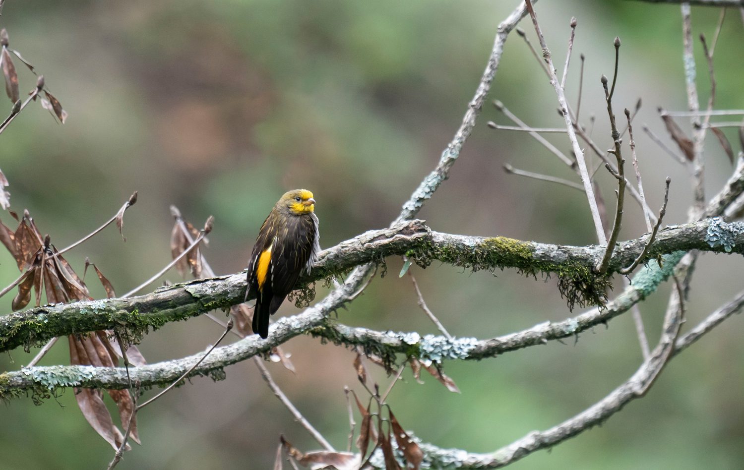 Yellow-rumped-Honeyguide