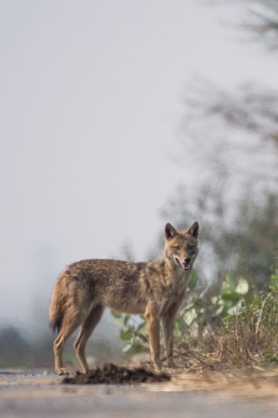 Rufous Necked Hornbill