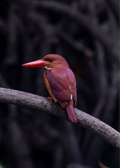 A Ruddy Kingfisher perched in a mangrove thicket during an Andaman birding tour.