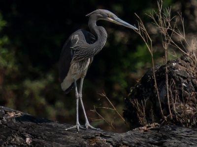 Bhutan Birding Odyssey, Himalayan Monal