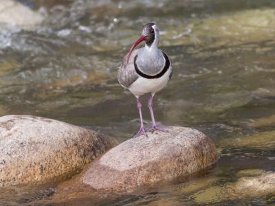 Himalayan Cutia photographed in Bhutan